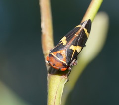 Eurymeloides pulchra