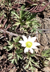Anemone tuberosa
