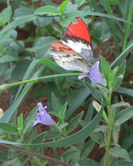 Colotis annae annae