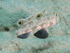 Signigobius biocellatus