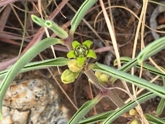 Raphionacme velutina