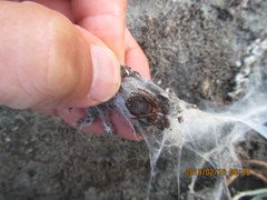 Porrhothele antipodiana