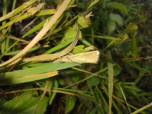 trávovec medničkový (Agriphila straminella)