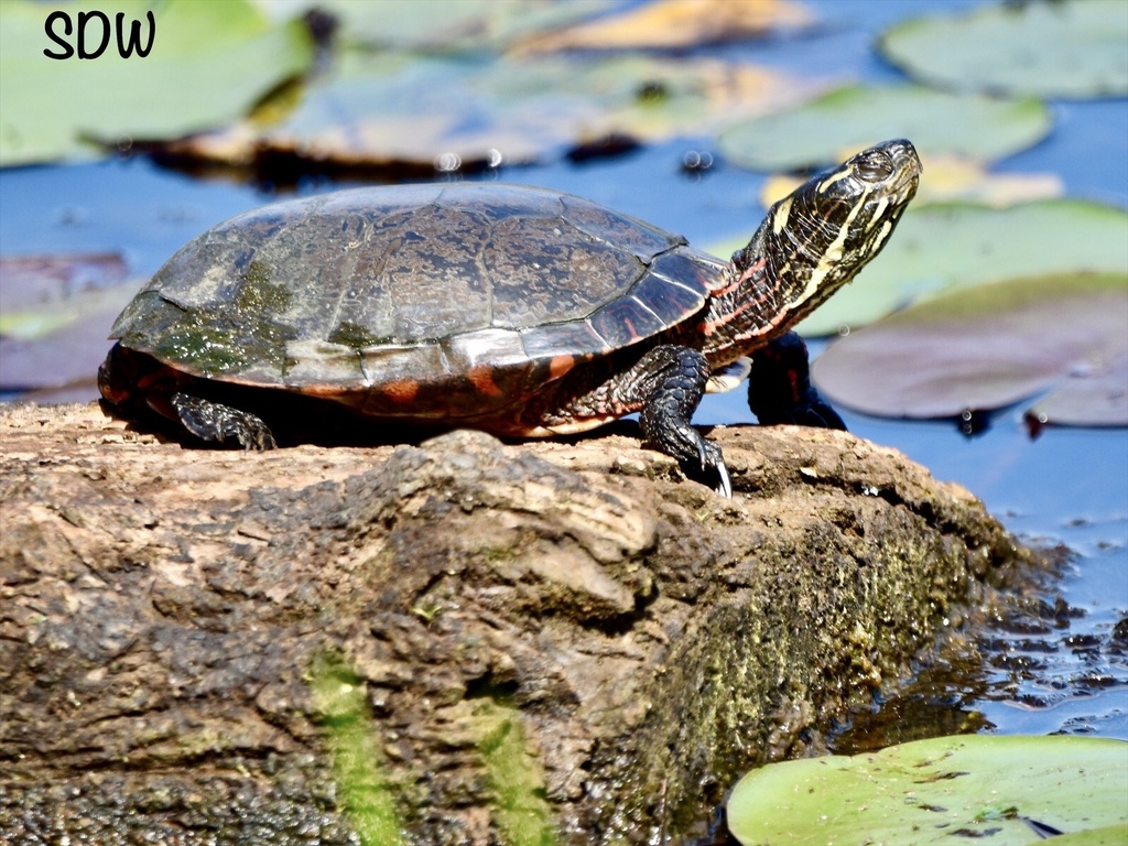 Painted Turtle from Erie County, US-NY, US on August 28, 2023 at 03:02 ...