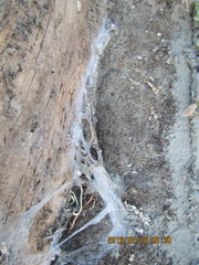 Porrhothele antipodiana