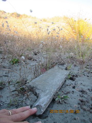 Porrhothele antipodiana