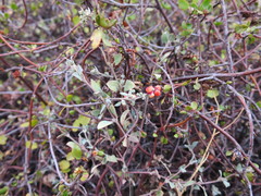 Chenopodium triandrum