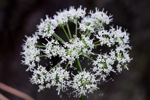 snow parsley