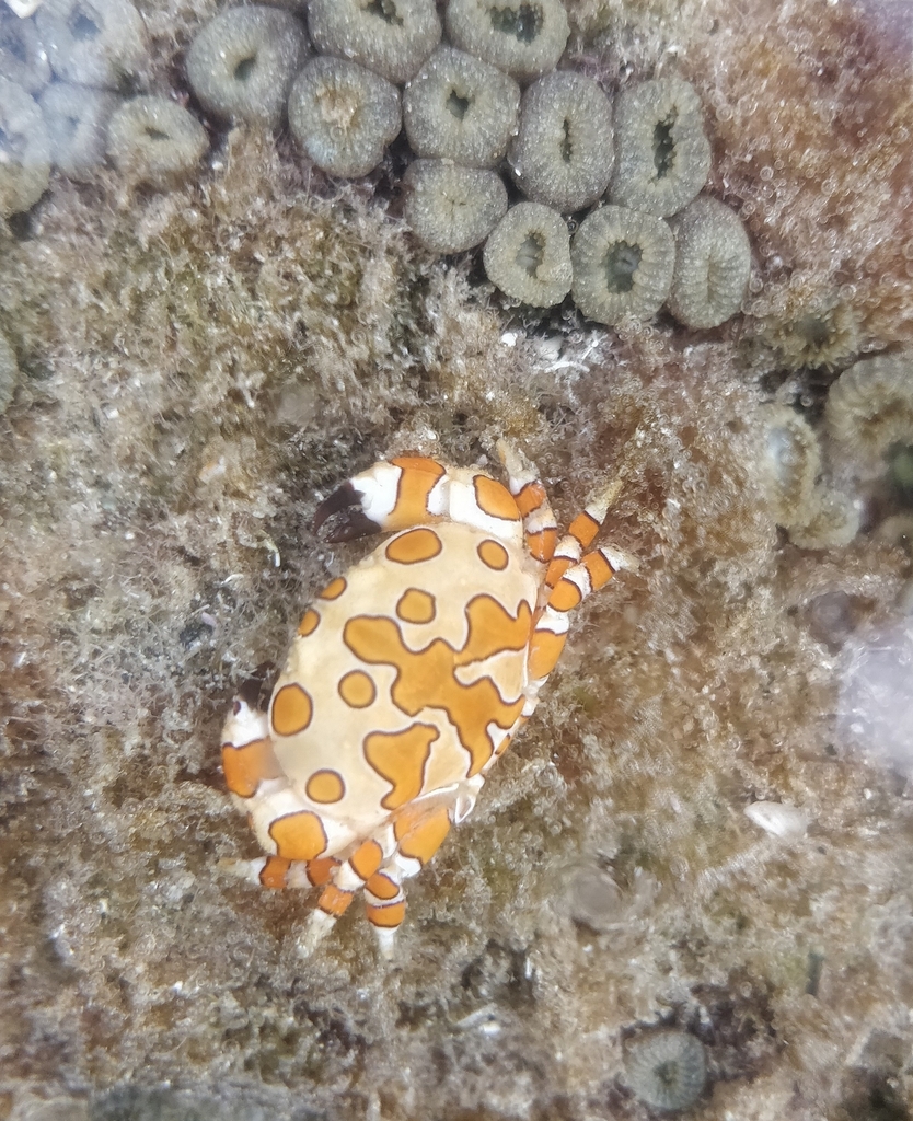 Harlequin crab