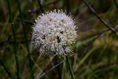 Allium nutans