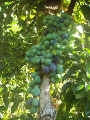 Davidsonia jerseyana