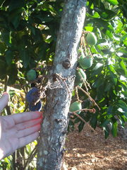 Davidsonia jerseyana