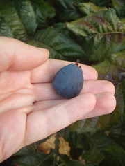 Davidsonia jerseyana