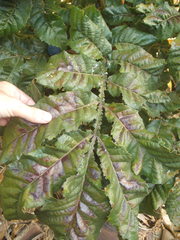 Davidsonia jerseyana