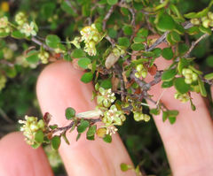 Muehlenbeckia axillaris × complexa