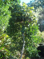 Davidsonia jerseyana