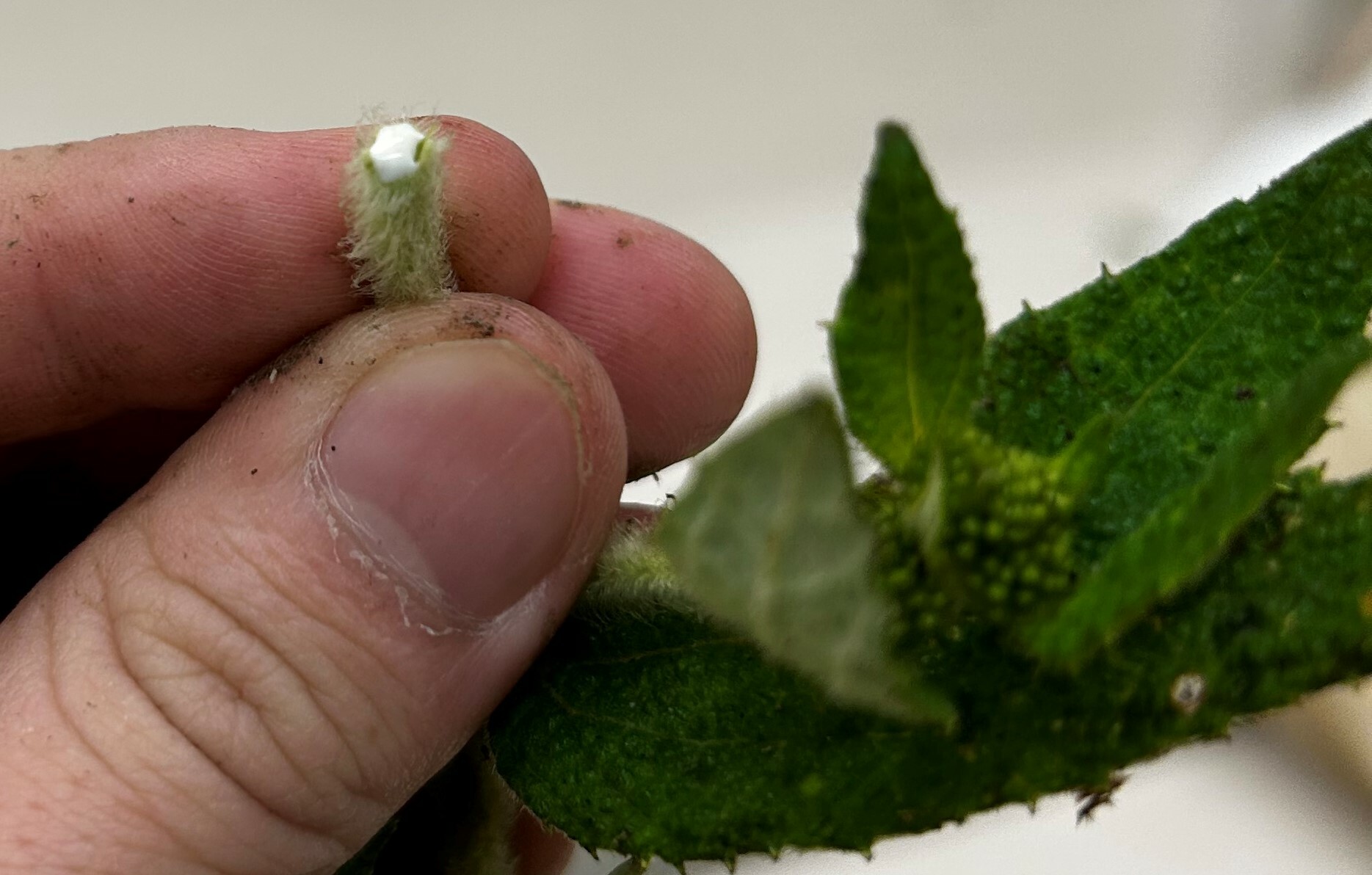 Cacosmia rugosa image