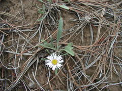 Townsendia hookeri