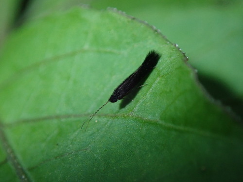 Melanotrichia acclivopennis