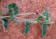 Indigofera daleoides image