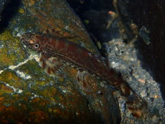 Liniparhomaloptera disparis