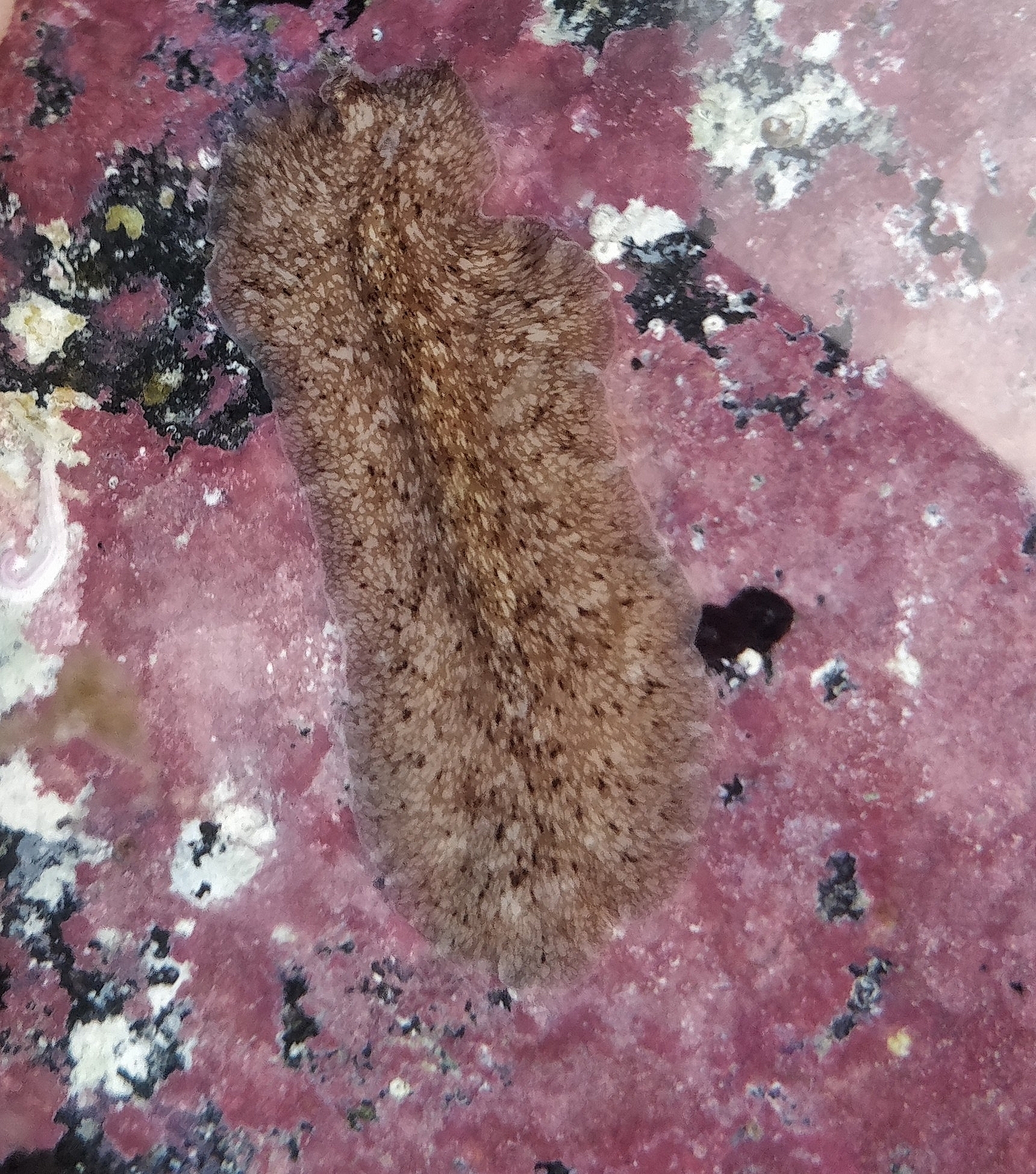 Pericelis cata