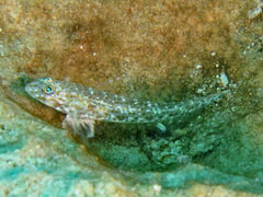 Hole Goby photo 3