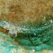 Oplopomops diacanthus - Photo (c) Anne Hoggett, algunos derechos reservados (CC BY-NC), subido por Anne Hoggett