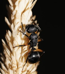 Polyrhachis femorata