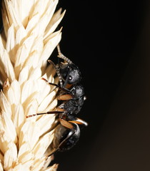 Polyrhachis femorata