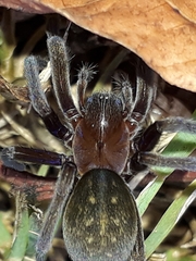 Phyxelididae