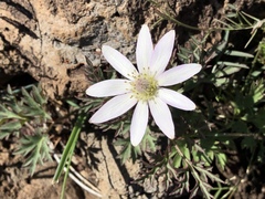 Anemone tuberosa