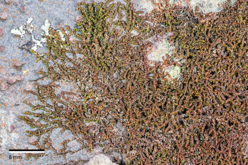 Frullania fugax