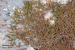 Frullania fugax