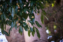 Ficus henneana