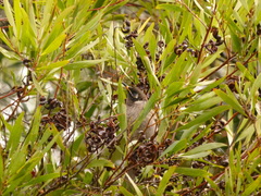 Bolemoreus frenatus