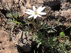 Anemone tuberosa