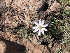 Anemone tuberosa