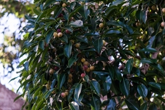 Ficus henneana