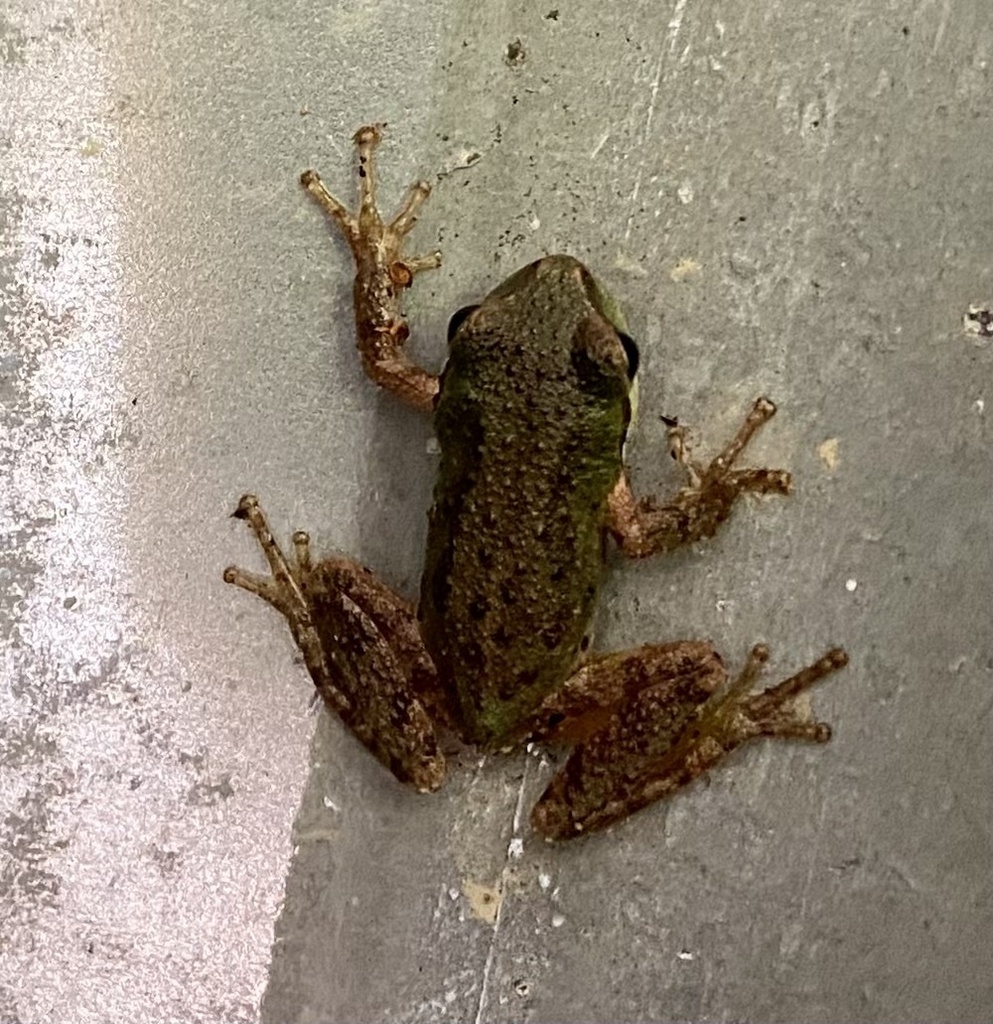 Sierran Tree Frog from Briceland Thorne Rd, Garberville, CA, US on ...