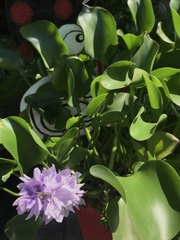 Pontederia crassipes