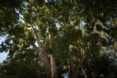 Ficus henneana