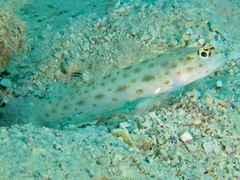 Ctenogobiops pomastictus