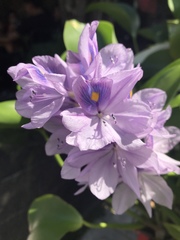 Pontederia crassipes