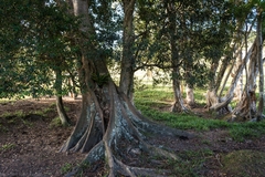 Ficus henneana
