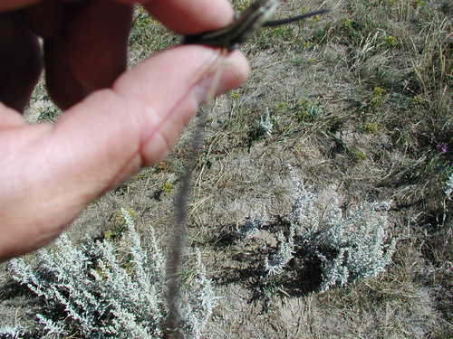 Many-lined Skink, Plestiodon multivirgatus