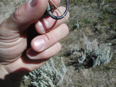 Plestiodon multivirgatus