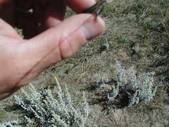 Plestiodon multivirgatus