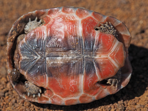 Angulate Tortoise, photo 8 of 8