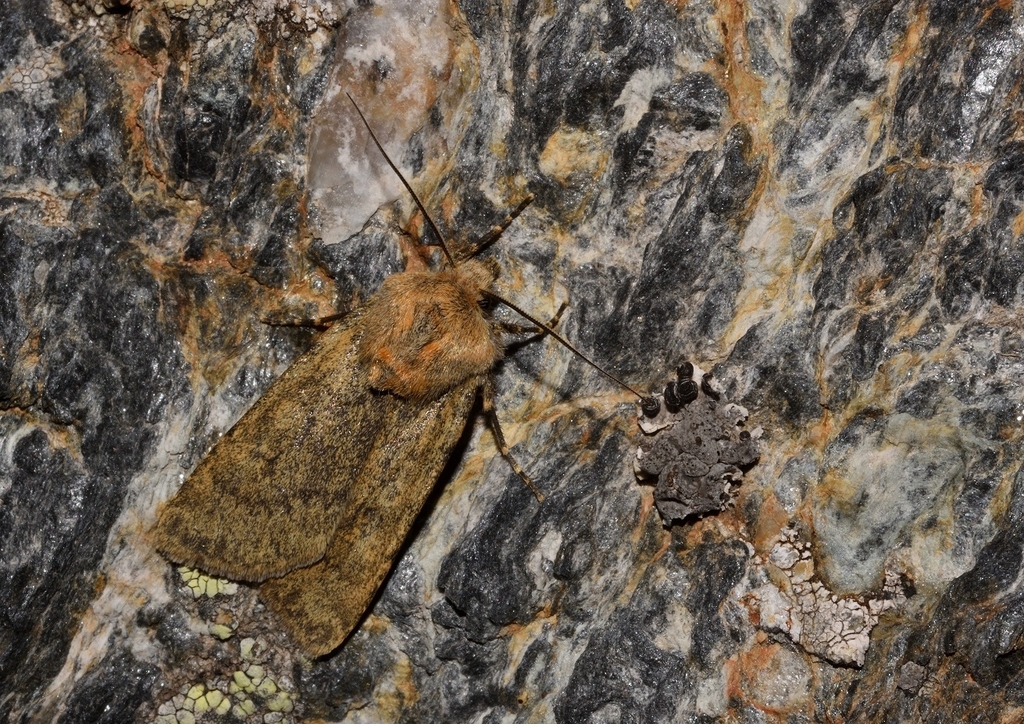Euxoa culminicola